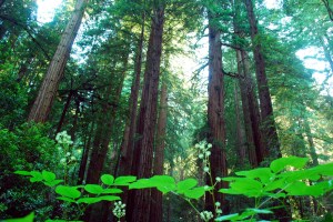 Muirwood forest, San Francisco